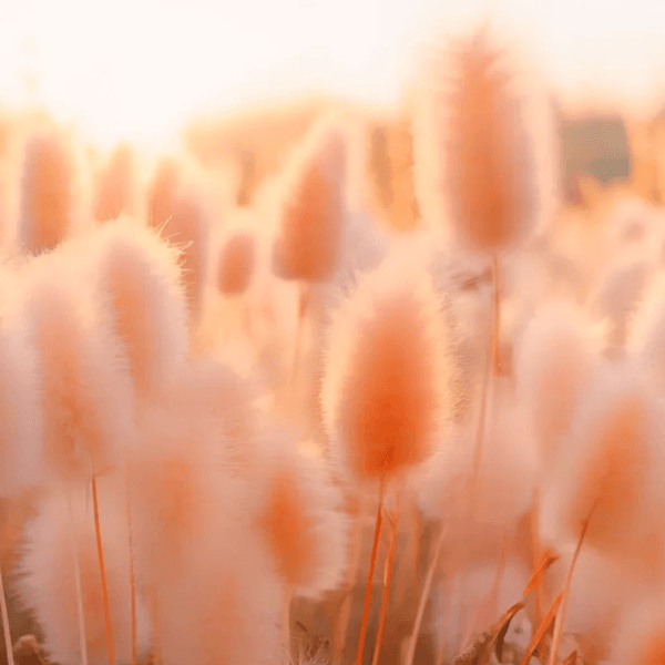pantone-peche-nature